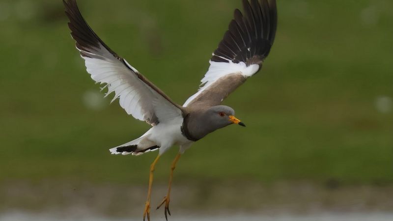 Grey-headed lapwing: Sighting in Northumberland is UK first - BBC News