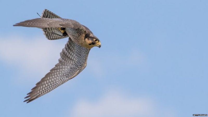 Why the cheetah is a champion sprinter - BBC News