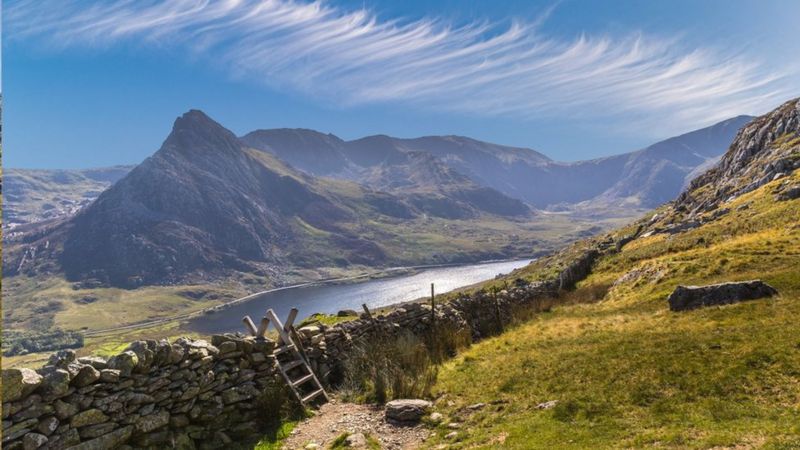 Snowdonia Hawkweed: ‘One of most threatened in the world’ - BBC News