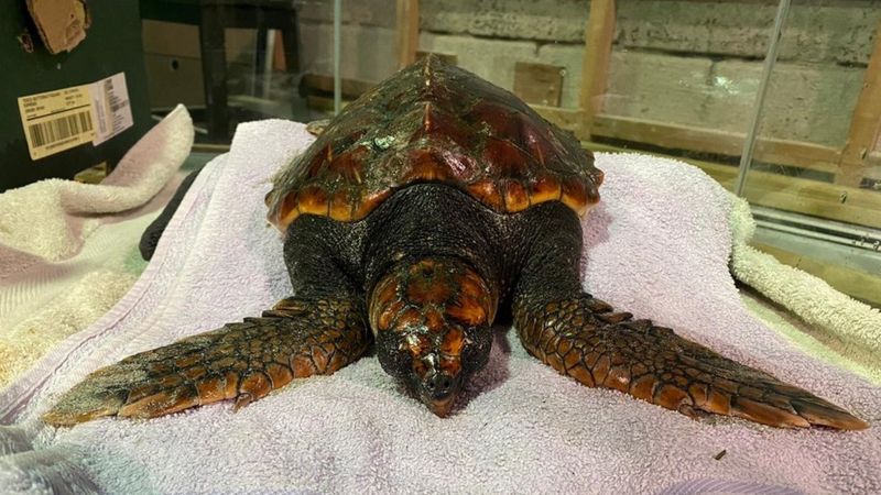 Turtle rescued after washing up on Scottish island - BBC News