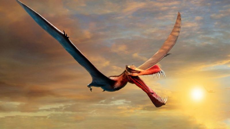 Pterosaur Discovered In Australia Closest Thing To Real Life Dragon