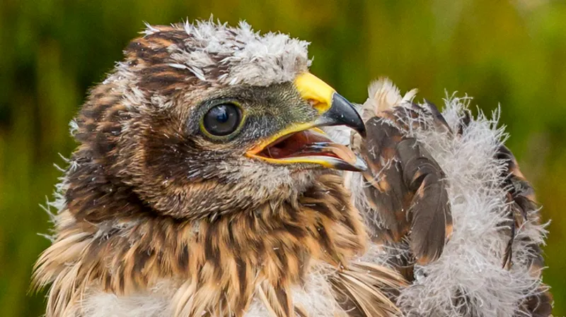 La extraordinaria historia de supervivencia de un aguilucho cenizo de Langholm Moor.