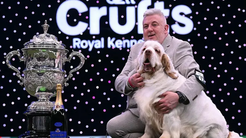 A Clumber Spaniel Triumphs at Crufts 2026: A Heartwarming Victory