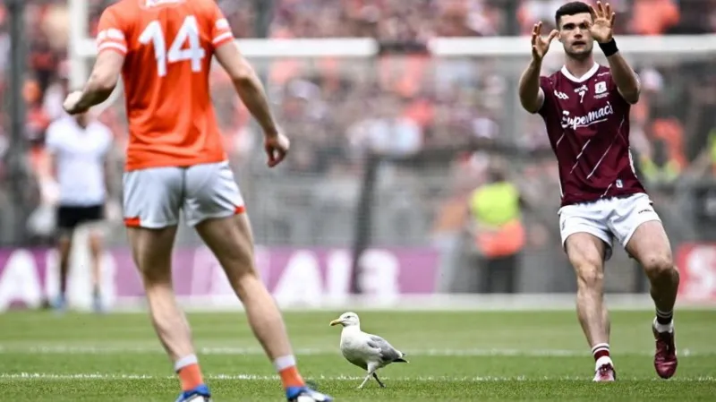 Croke Park Seagull Recovering After Pitch Incident.