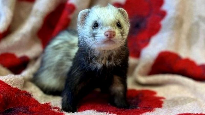 Ferret racing draws record crowd in Yorkshire Dales pub - BBC News