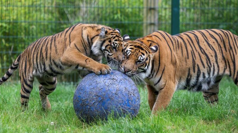 Two Sumatran tigers playing with large blue ball in a safari park