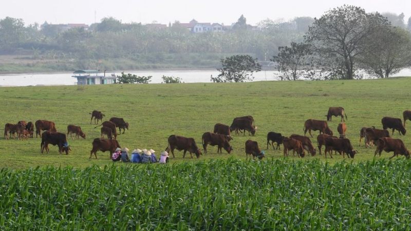 Việt Nam, đất đai, dân oan