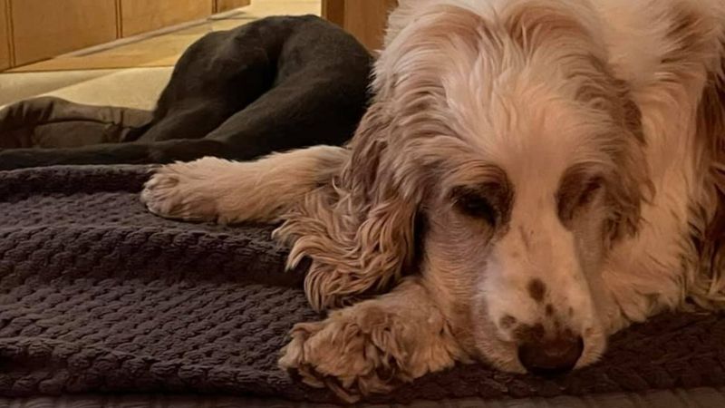 Stolen dog: Spaniel returned to pensioners after appeal - BBC News
