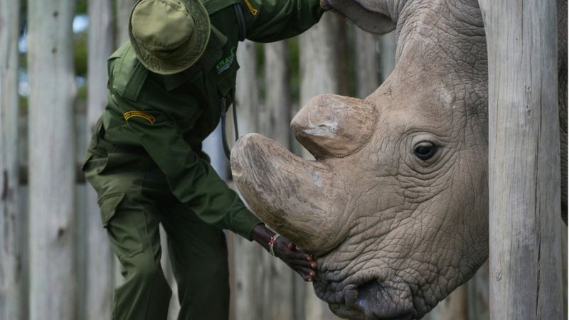 Nature Crisis: New Global Extinction Target Proposed - BBC News