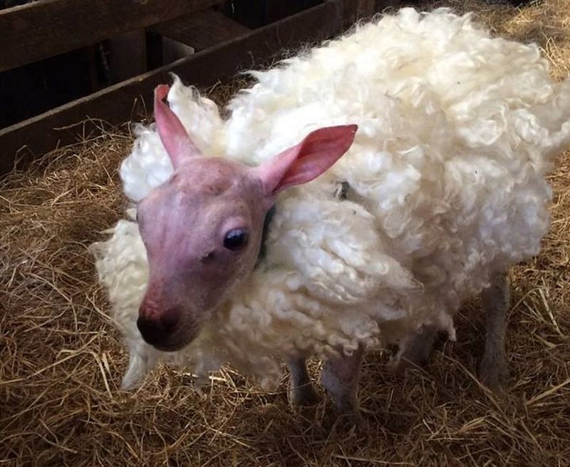 Lamb Born With No Wool Given Fluffy Fleece Bbc News 3580