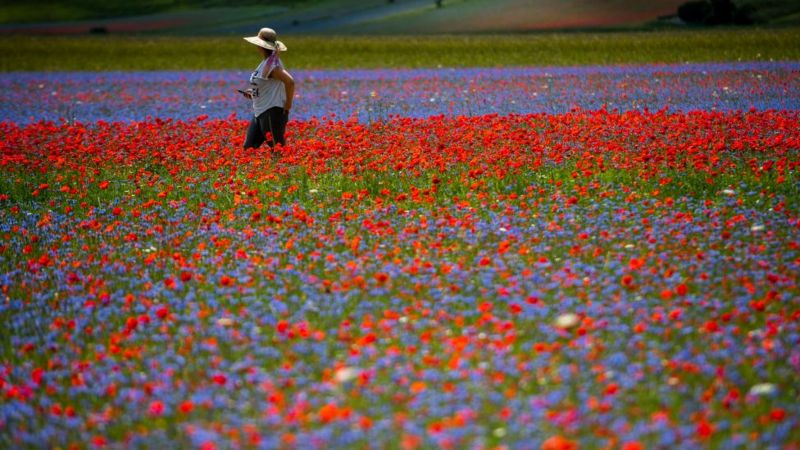 Incredible rainbow flower fields bloom in Castelluccio in Italy - BBC ...