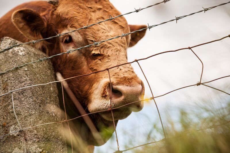 Ai hwn ydi tarw enwog Tommo? // Hope you have enjoyed Cymru Fyw's bull-iant look at Summer in North Wales
