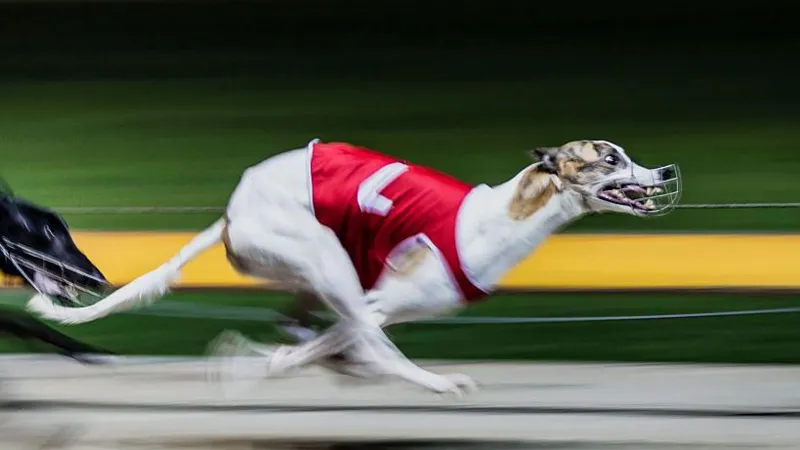 Dying for sport: Abuse claims rock Australian greyhound racing