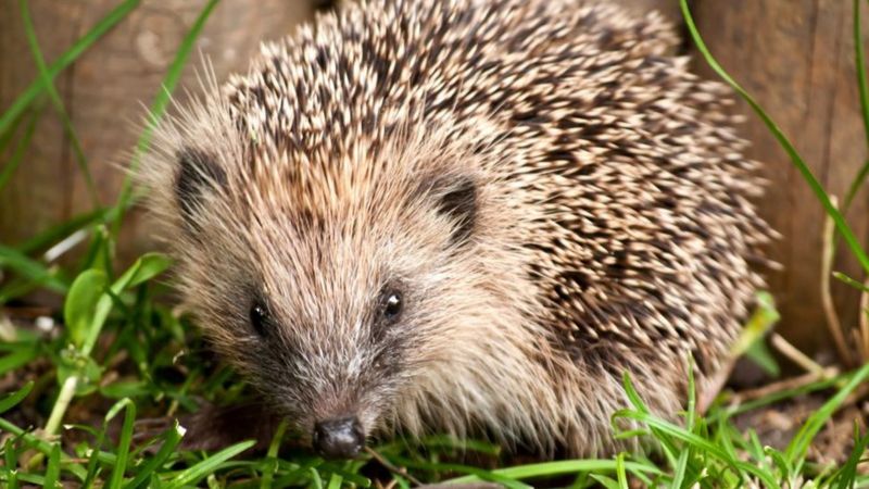 Ludlow charity calls for litter picker teams to help hedgehogs - BBC News