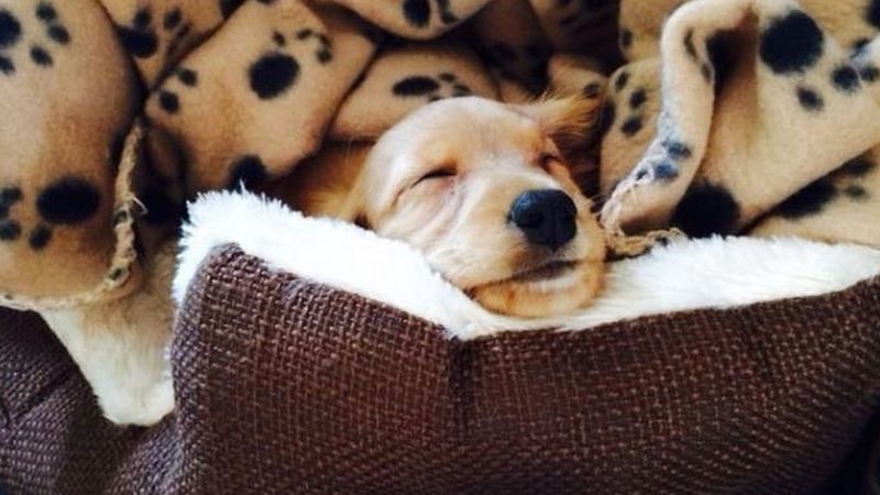 Stolen cavapoo Olive reunited with owners after campaign - BBC News