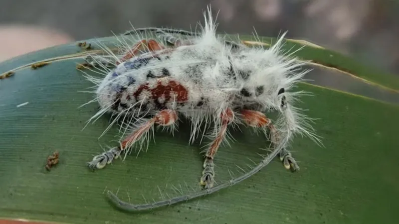 Newly discovered Australian beetle almost mistaken for bird poo