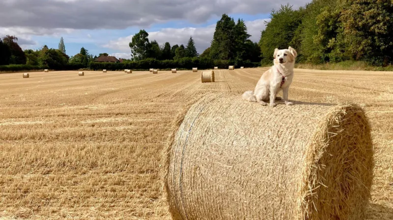Tus fotos: Perros haciendo equilibrio sobre fardos de heno mientras el calor azota West Midlands.