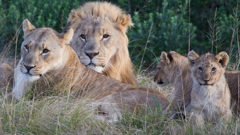 Lions Eat 'rhino Poachers' On South African Game Reserve - Bbc News