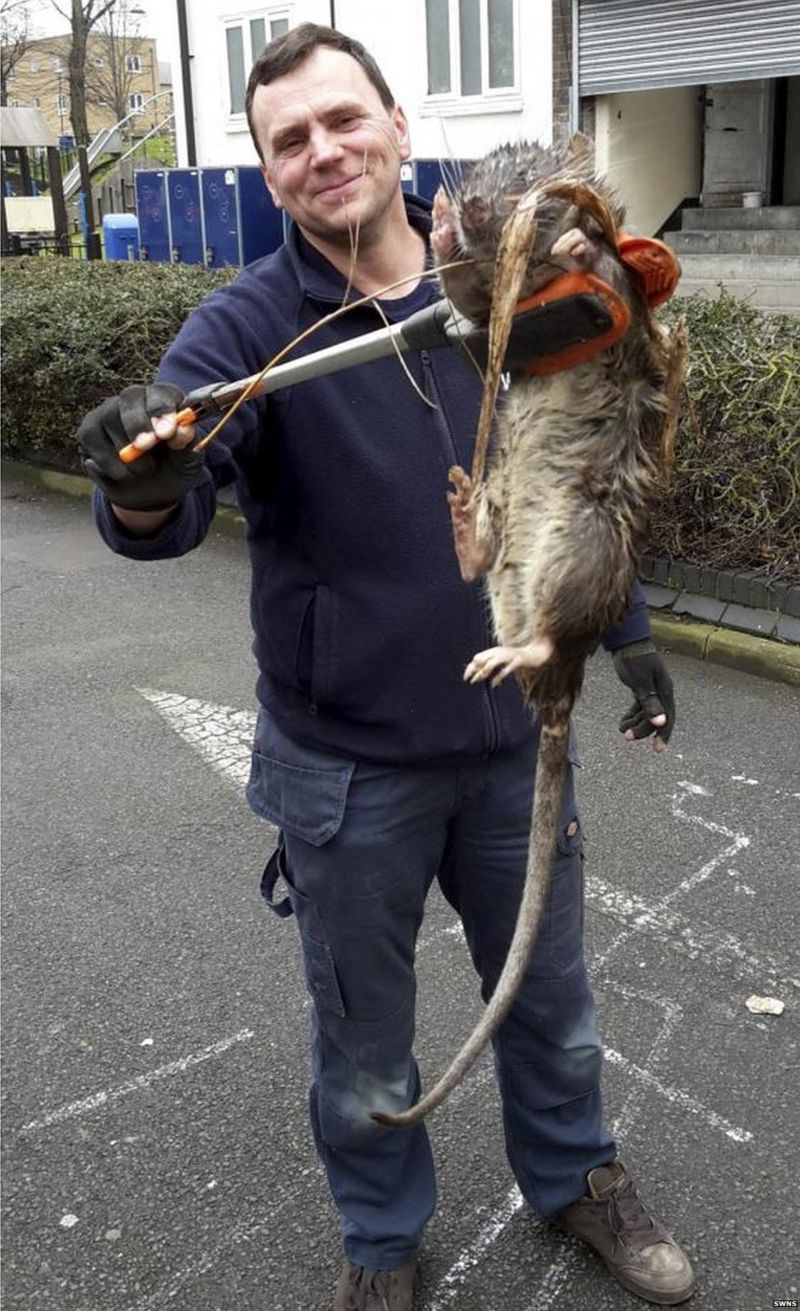 Why This Giant Rat Photo May Not Be Quite What It Seems Bbc News