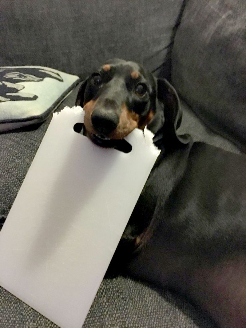 Pesky pooch This dog pinches things from all over the house! BBC