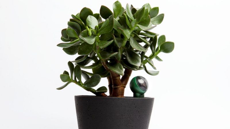 How smart sensors can help us care for our houseplants - BBC News