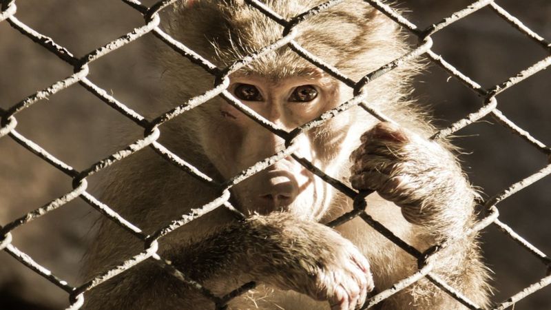 Baboon in a cage