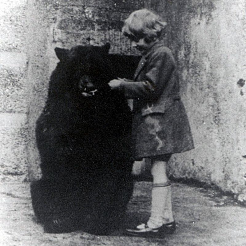 The Skull Of The real Winnie Goes On Display BBC News
