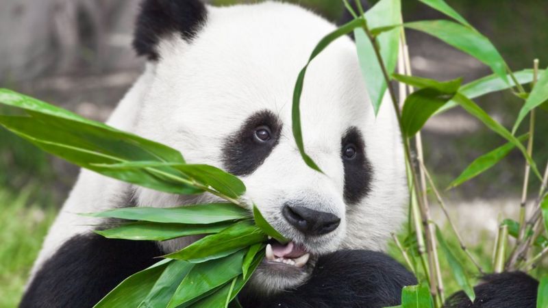 Panda's habitat 'shrinking and becoming more fragmented' - BBC News