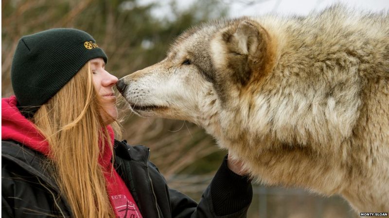 Why dogs are friendly - it's written in their genes - BBC News