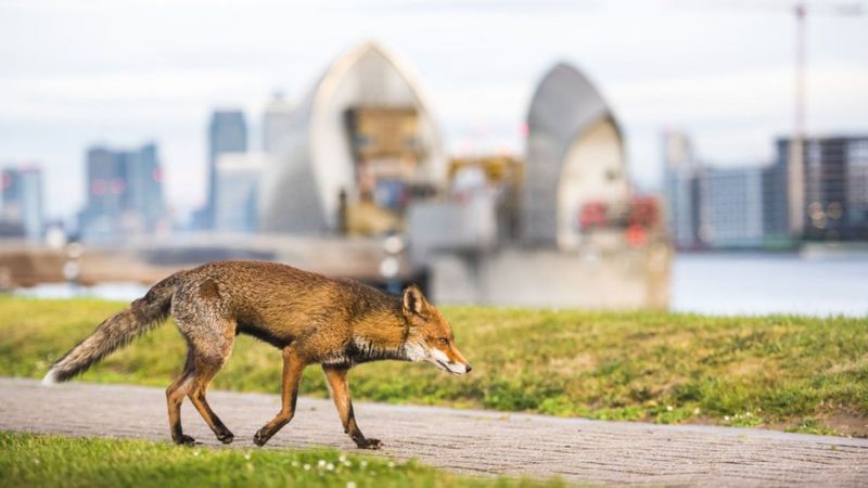 City foxes braver but not smarter than country foxes, study finds - BBC ...