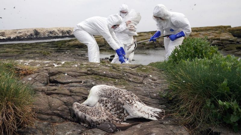 Bird Flu Defence Discovered In Our Bodies - BBC News