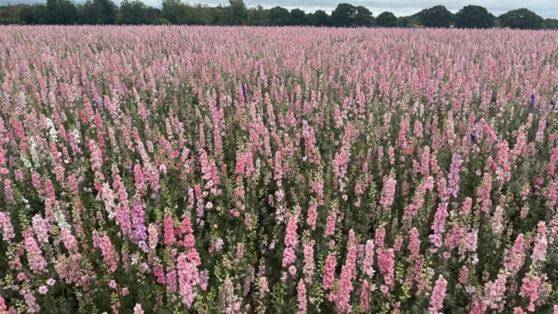 Advertencia: Menos flores debido a condiciones climáticas extremas.