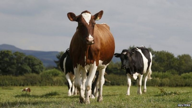 Has Defra Shown That Badger Culling Stems Cattle TB? - BBC News