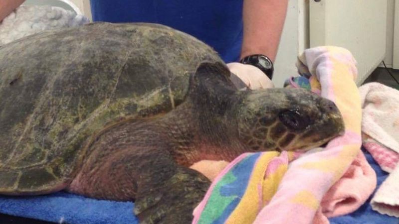 Fight to save rare turtle washed ashore on Anglesey - BBC News