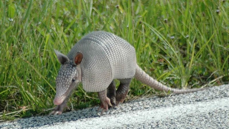 Armadillos Blamed For Rise In Leprosy Cases In Florida Bbc News