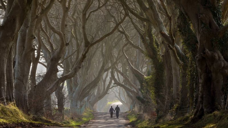 magical trees in game of thrones
