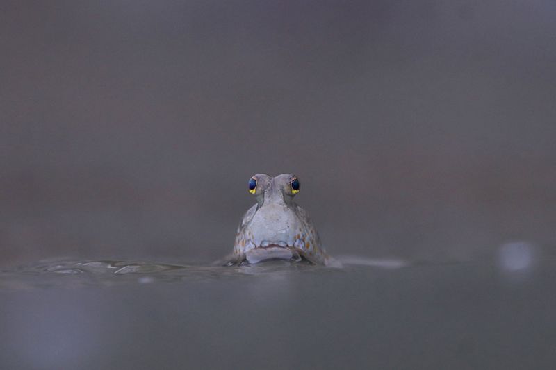 Mangrove Forests: Steely Gaze Of Young Tigress Wins Photo Award - BBC News