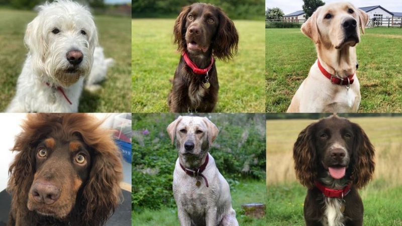 Coronavirus: Sniffer Dogs Trial Going 'very Well' - BBC News