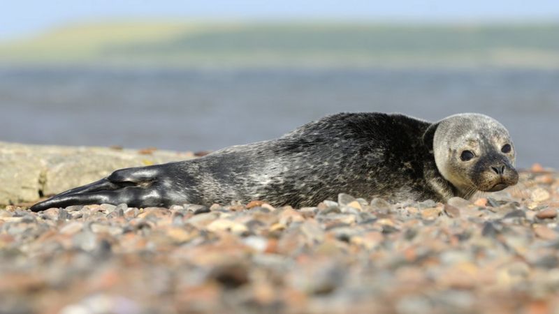 Seal Selfie Warning Issued To Loch Fleet Visitors Bbc News