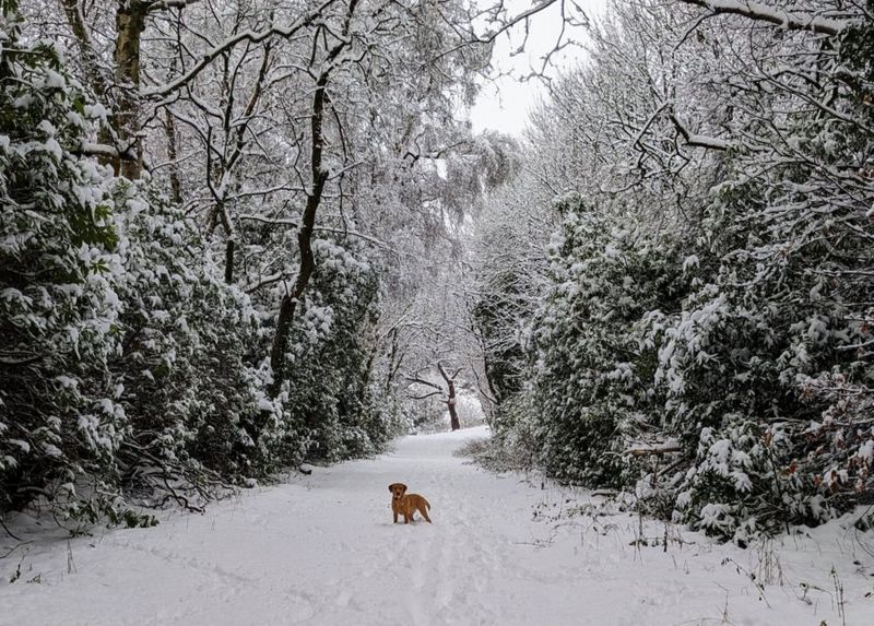 Your pictures of Scotland: 16-23 December - BBC News