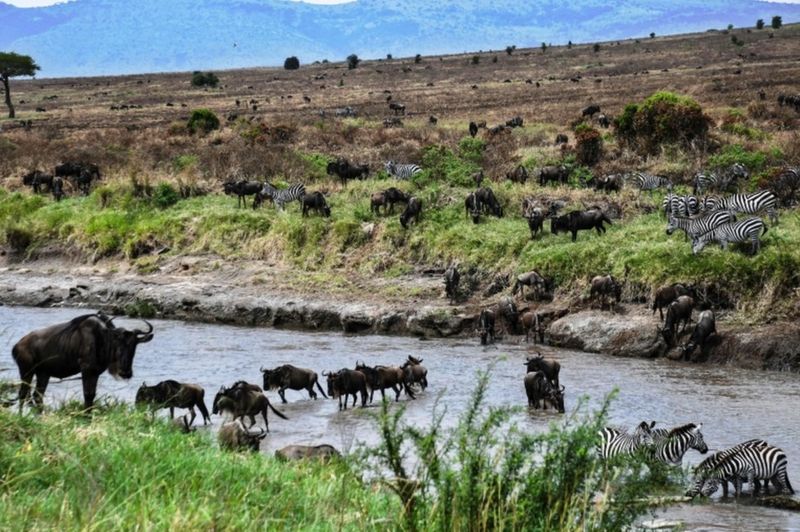 Africa's Week In Pictures: 17-23 July 2020 - BBC News