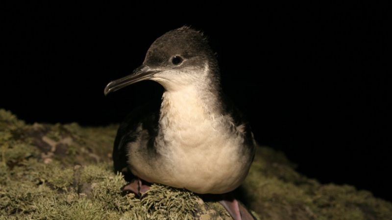 Manx shearwater: The Skomer bird which appears after dark - BBC News