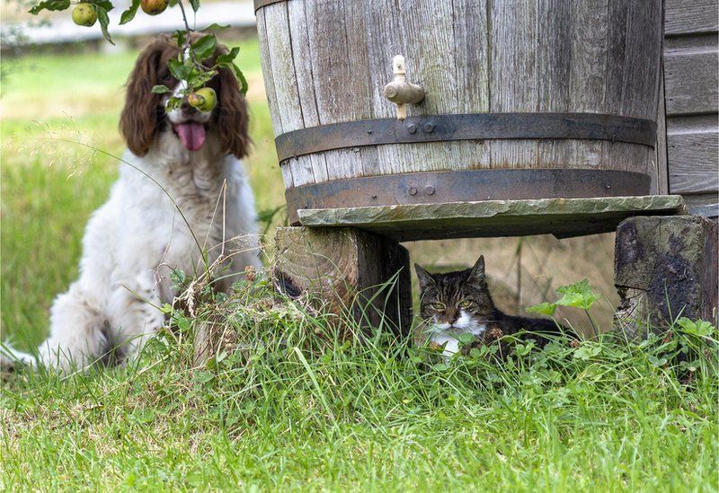 Image of dog beside cat with the feline hiding under a barrel