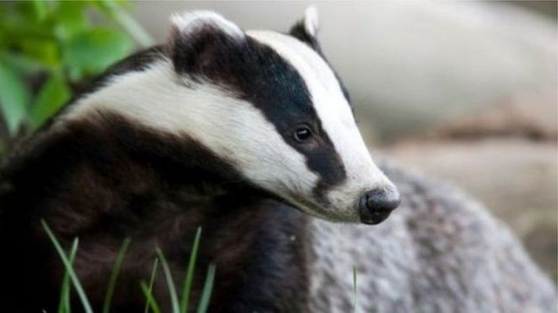 Badger Culls Extended To Wales To Stem Spread Of Cattle TB - BBC News