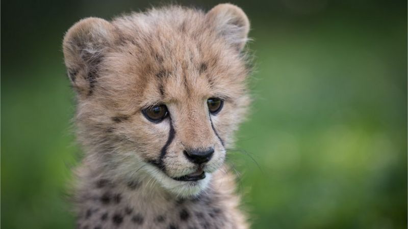 cute cheetah cub and