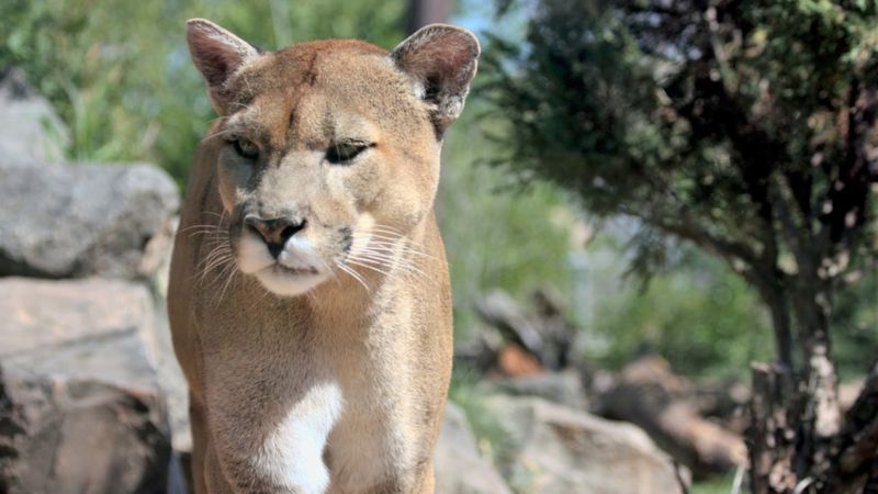 Cougar Shot Dead After Killing Us Cyclist And Mauling Another Bbc News 