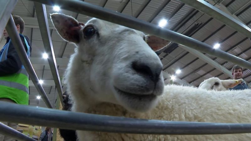 Children 'roll Up Their Sleeves' At Farmwise Devon Event - BBC News