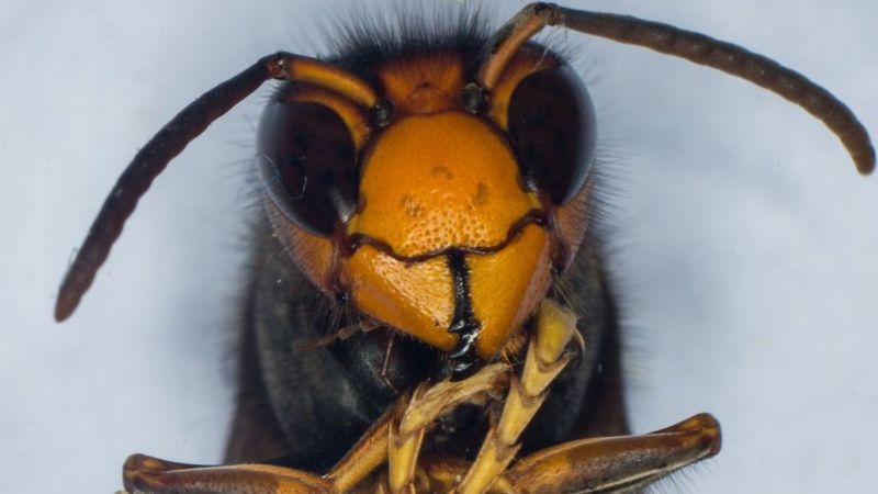 A large Asian Hornet