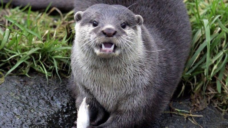 Otter attacks koi carp in New Forest garden pond - BBC News