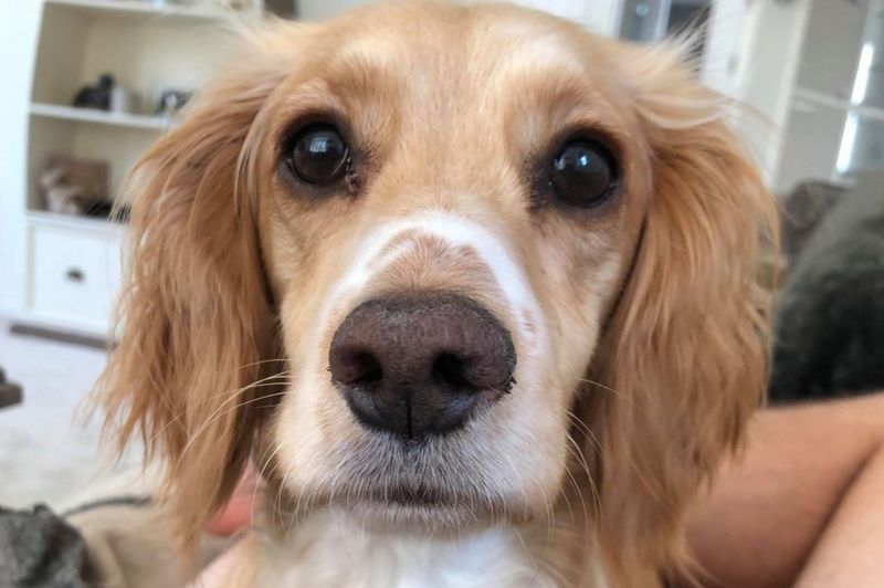 Dog shot dead after being 'mistaken for fox' - BBC News